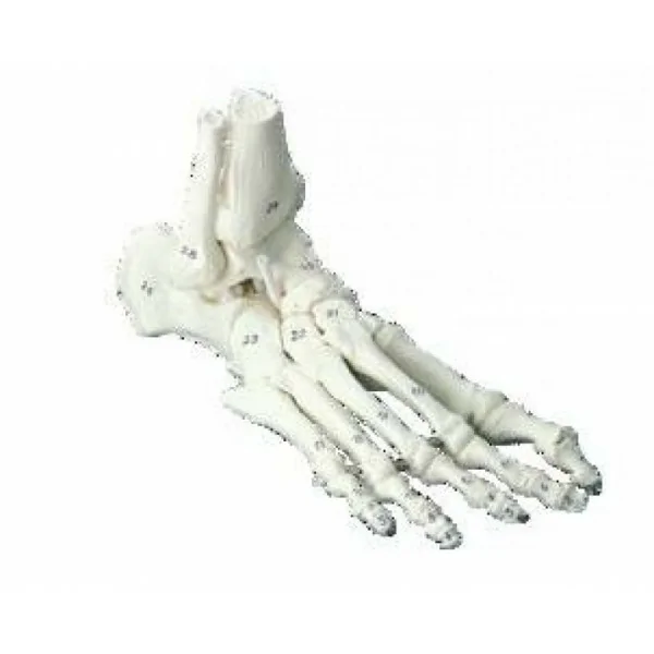 Squelette classique - Pied avec début tibia et os numérotés - Ruck