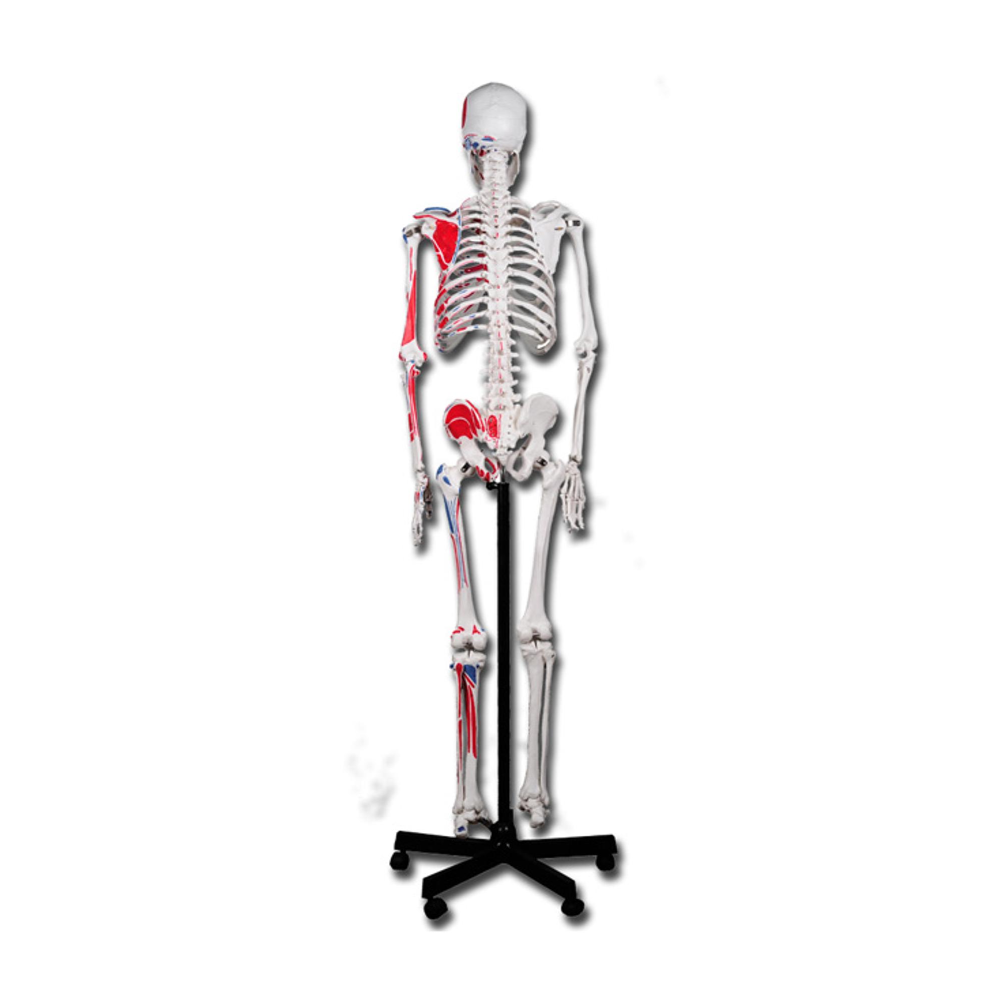Squelette du corps humain | Teamalex Matériel Médical
