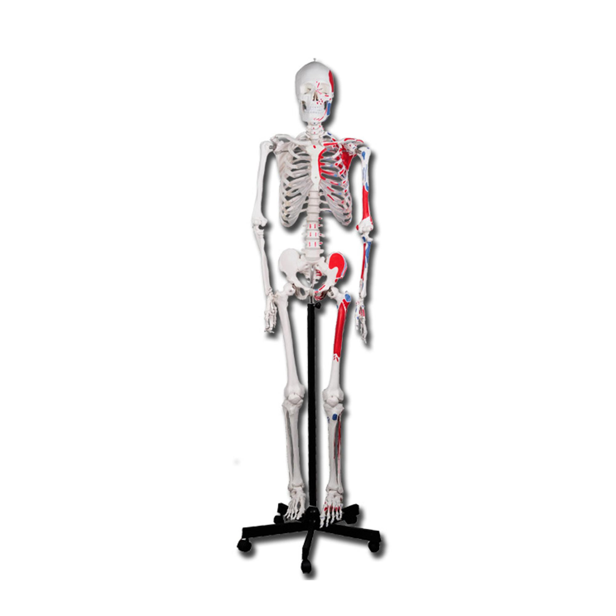 Squelette Anatomie, détaillé en grandeur nature, Les articulations