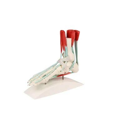 Squelette du pied avec muscles fabriqué par My Podologie vendu par My Podologie