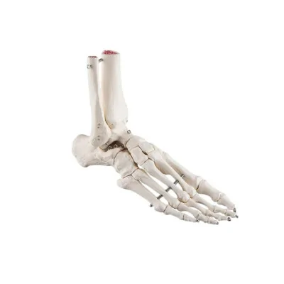 Squelette du pied avec moignon tibia et fibula (péroné), sur fil de fer, côté fabriqué par 3B Scientific vendu par My Podologie