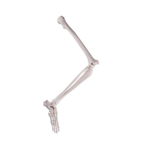 Squelette du bassin masculin - Jeulin