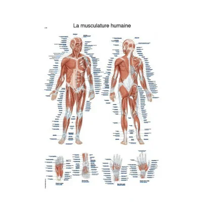 Planche anatomique - La musculature humaine - 50 x 70 cm - Français et latin