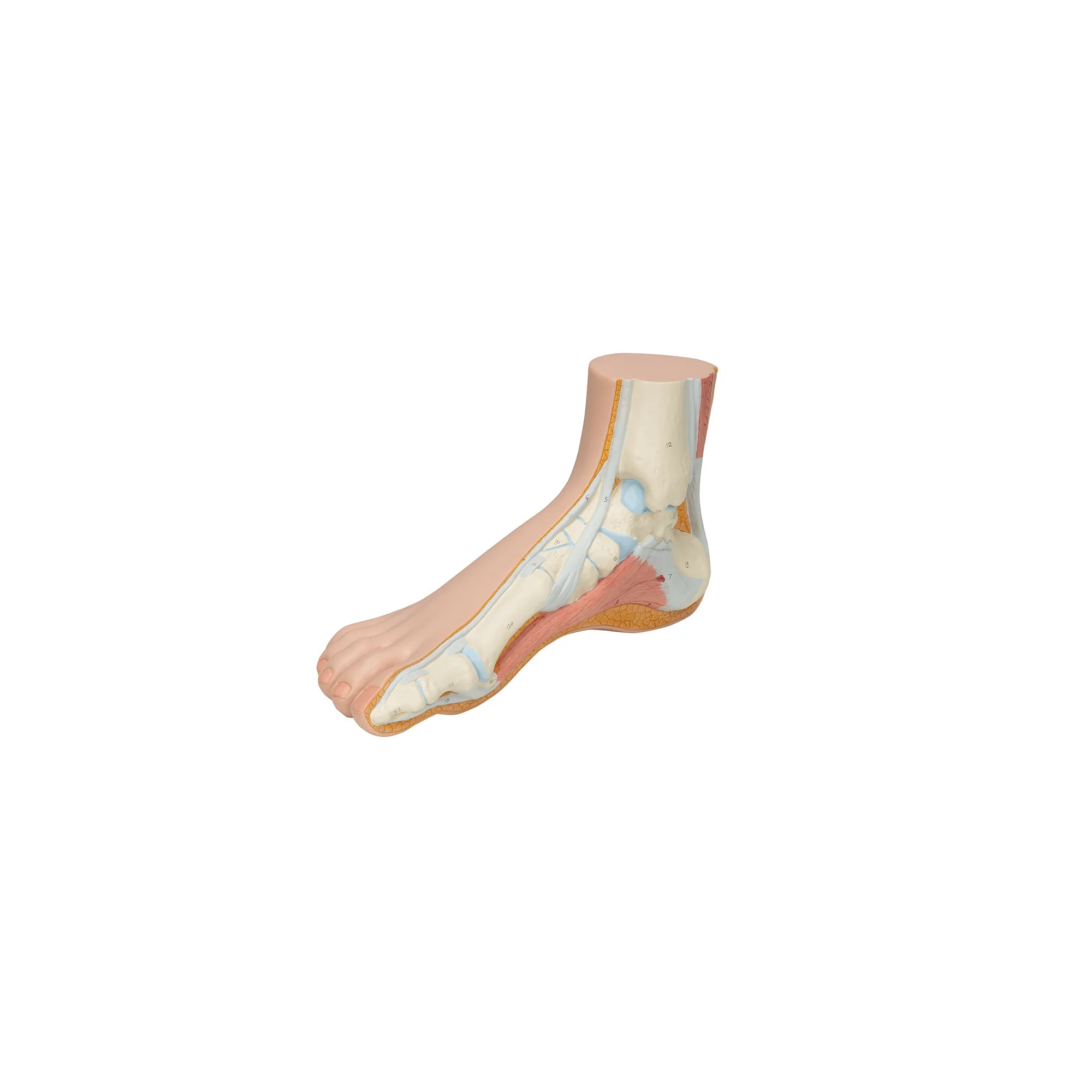 Squelette d'un pied normal