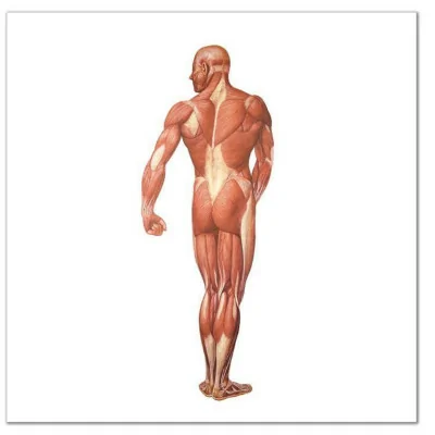Planche anatomique - La musculature humaine - Anatomie et pathologie