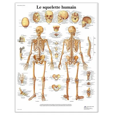 Planche anatomique - Le squelette humain - Anatomie et pathologie fabriqué par 3B Scientific vendu par My Podologie