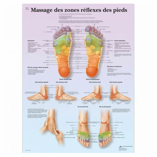 Planche anatomique - Massage des zones réflexes des pieds