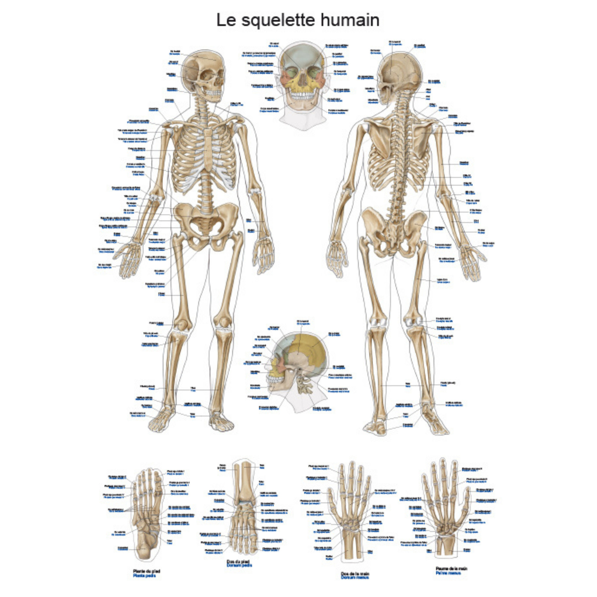 Planche anatomique - Le squelette humain - 50 x 70 cm - Français et latin |  My Médical