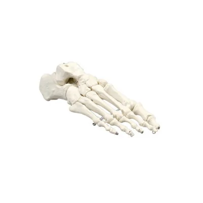 Squelette du pied classique fabriqué par My Podologie vendu par My Podologie