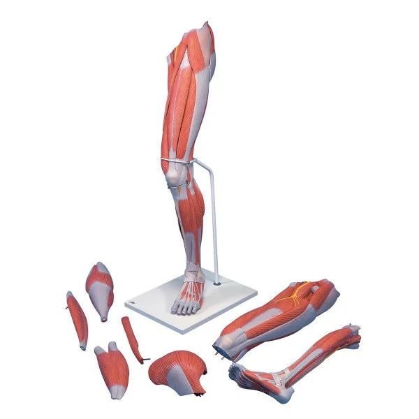 Muscles de la jambe, version luxe, en 7 parties - Anatomie et pathologie