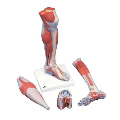 Muscles de la jambe, version luxe, en 3 parties - Anatomie et pathologie fabriqué par 3B Scientific vendu par My Podologie
