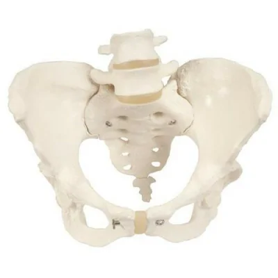 Squelette du bassin, féminin - Anatomie et pathologie fabriqué par 3B Scientific vendu par My Podologie